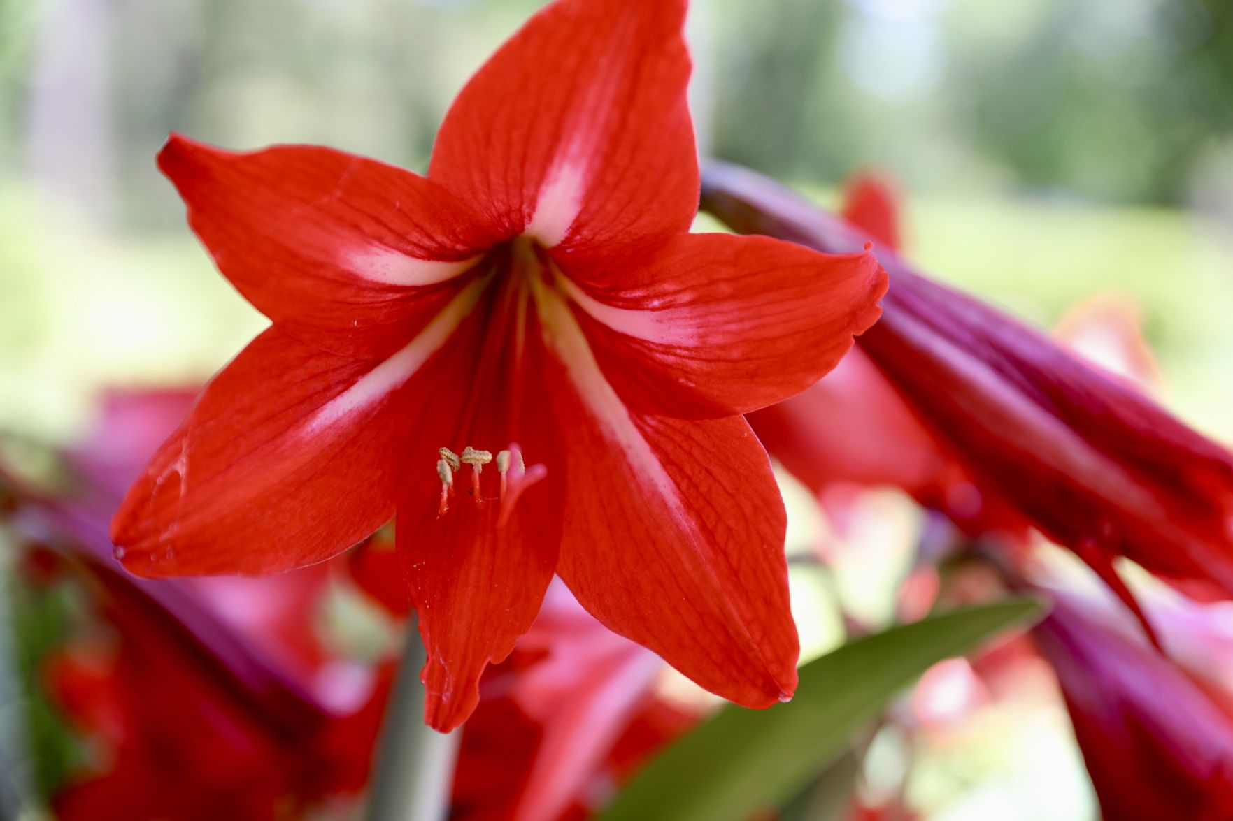 Amaryllis Bloom